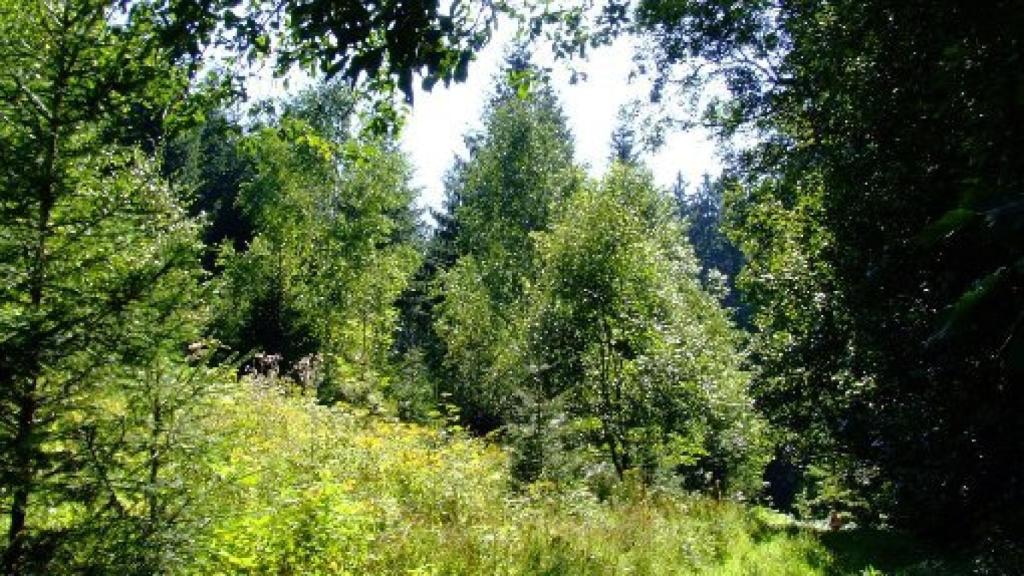 Image: Las plantas o el lenguaje de la Tierra