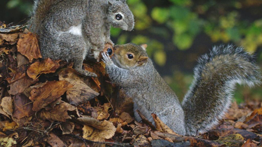 Una ardilla robot con una nuez espía para grabar a las auténticas.