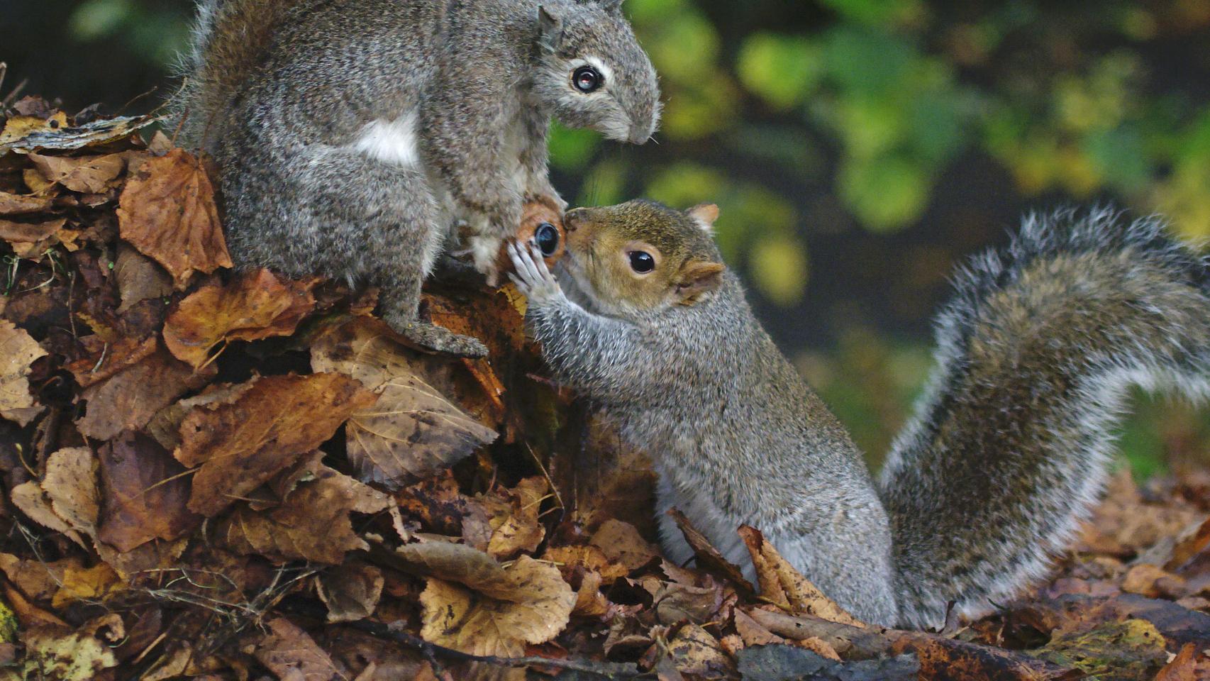 Una ardilla robot con una nuez espía para grabar a las auténticas.