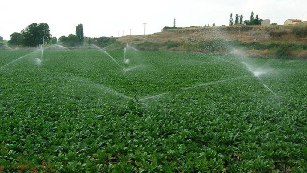 regional-campo-agua-riego-leguminosas
