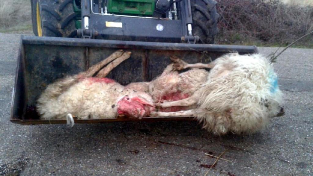 zamora upa coag ataque lobos ovejas