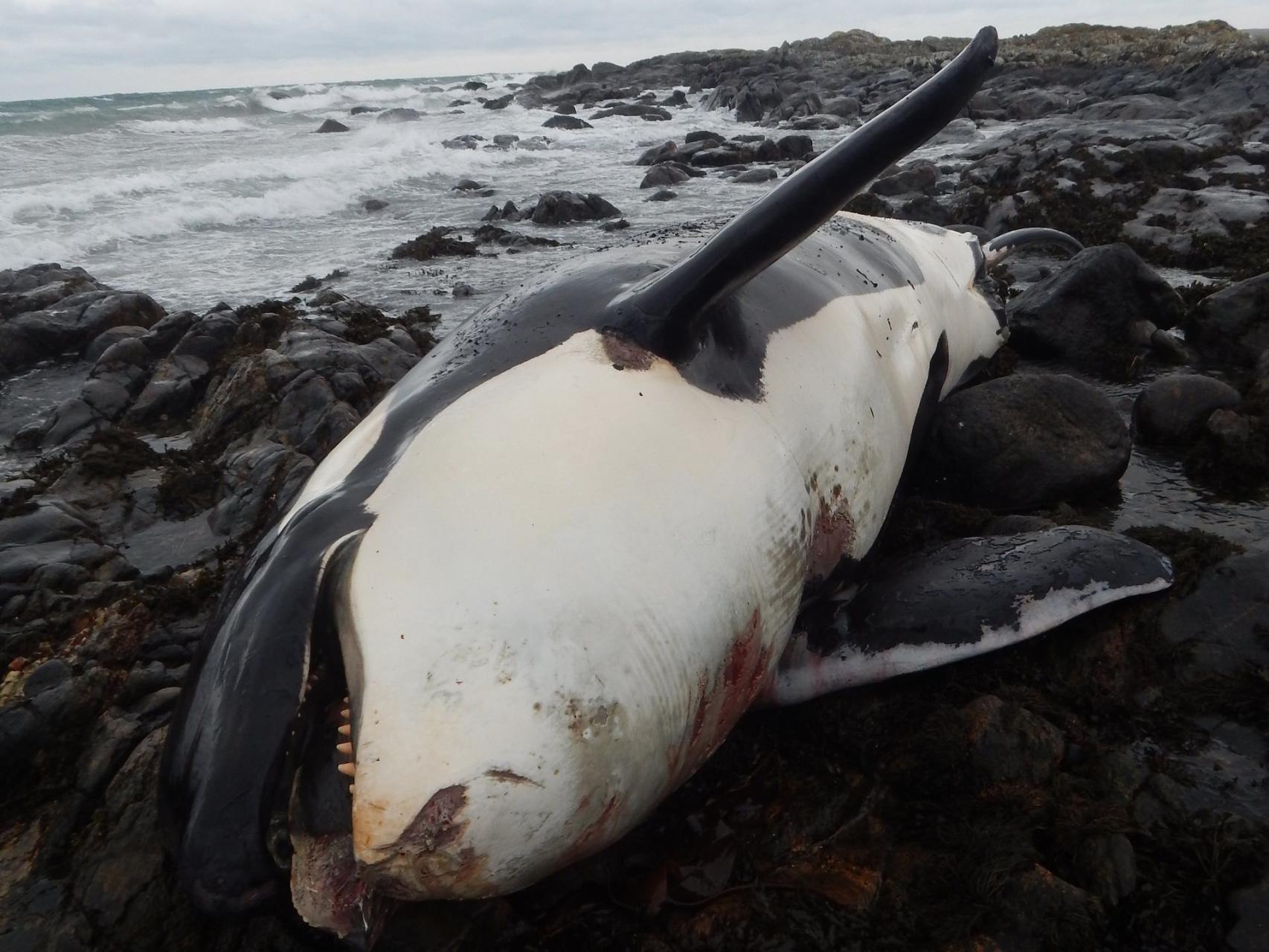 El cadáver de la orca Lulú.
