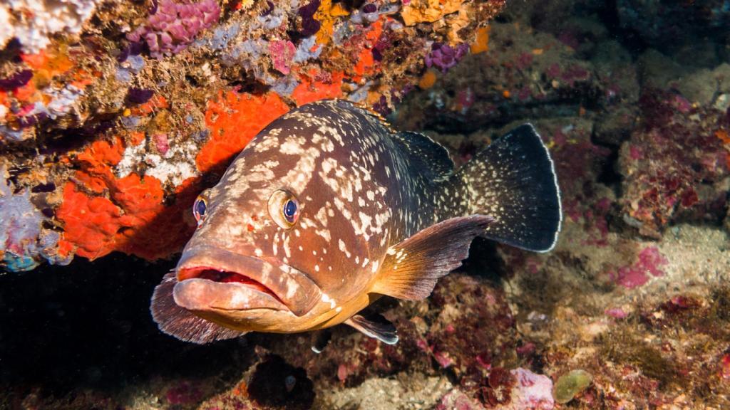 Bucear en las aguas de Gerona puede ser una experiencia única.
