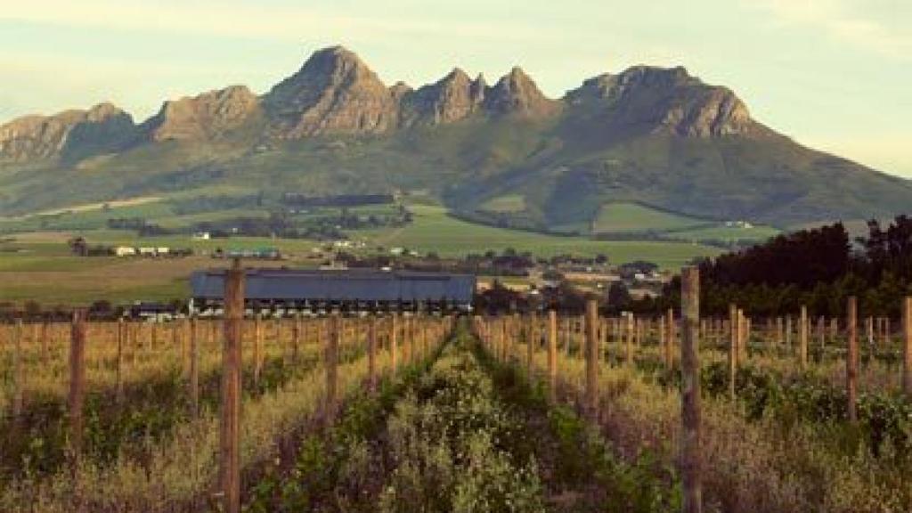 Viñedos de Cavalli Estate. | Foto: cortesía de la marca.