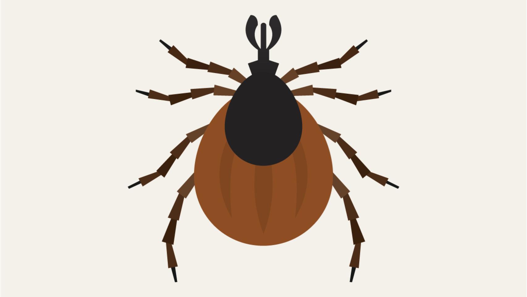 Ilustración de una garrapata.