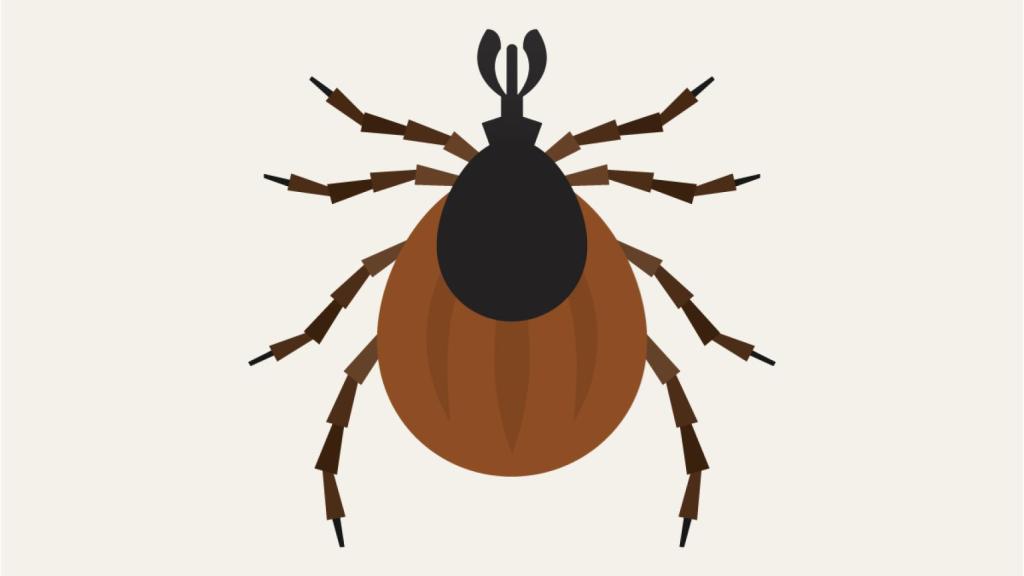 Ilustración de una garrapata.