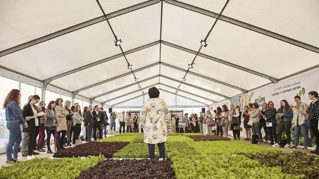 El huerto temporal que la compañía ha instalado en una céntrica plaza madrileña.