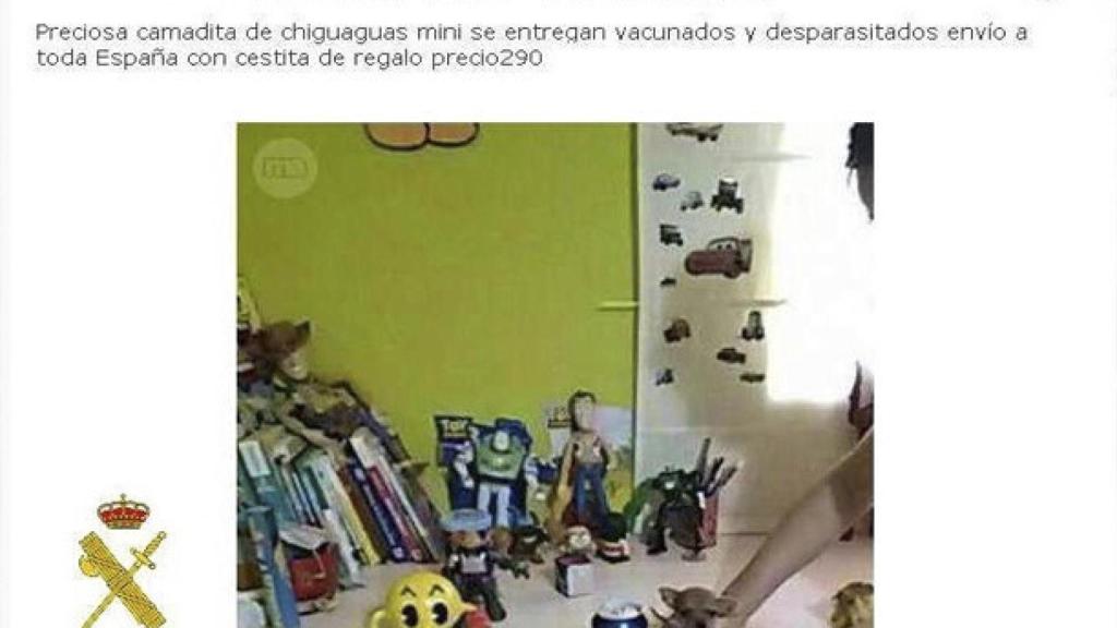 Leon-chihuahuas-venta-internet