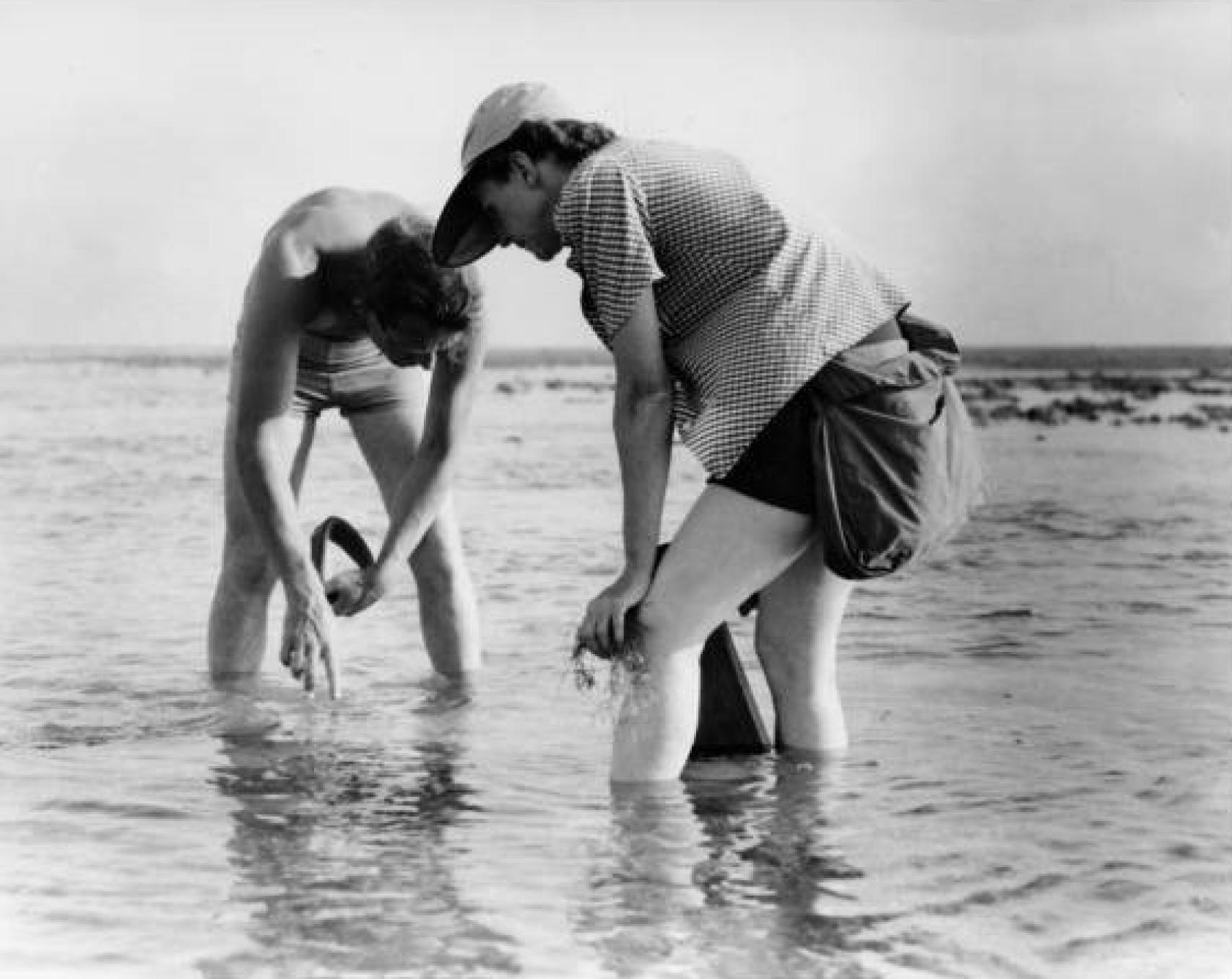 Rachel Carson, haciendo estudios de biología marina en 1952.