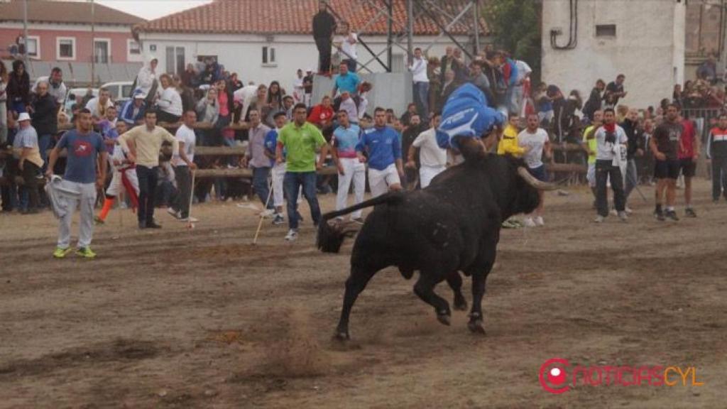 tordesillas-toro-de-la-pena-20