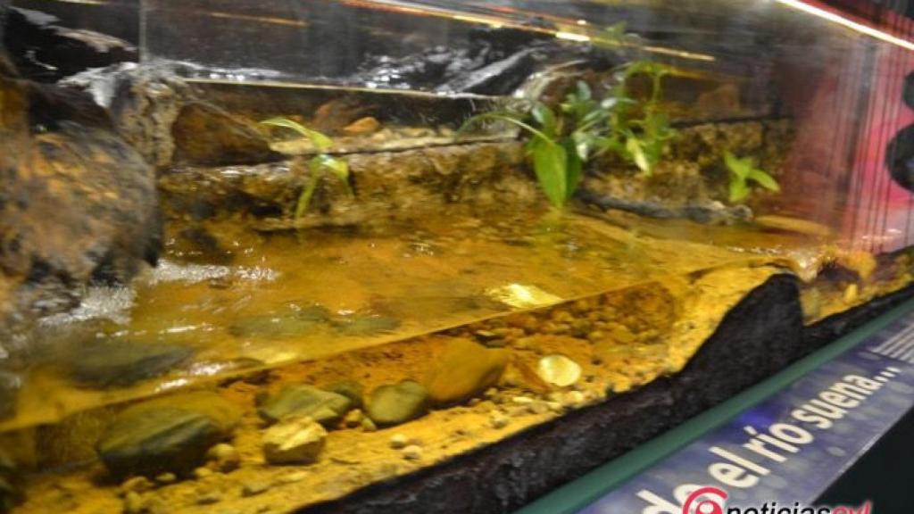 acuario corriente casa rio museo ciencia valladolid 11