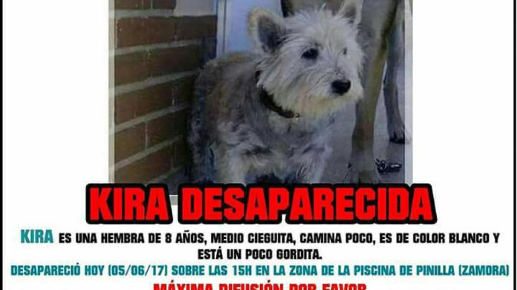 zamora kira perro desaparecido