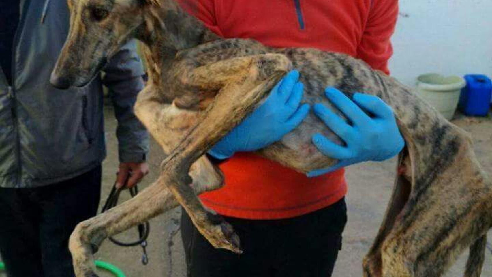 Uno de los galgos de la perrera de Olivenza (Badajoz).