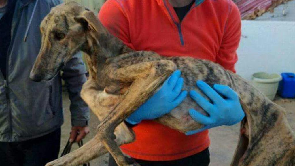 Uno de los galgos de la perrera de Olivenza (Badajoz).