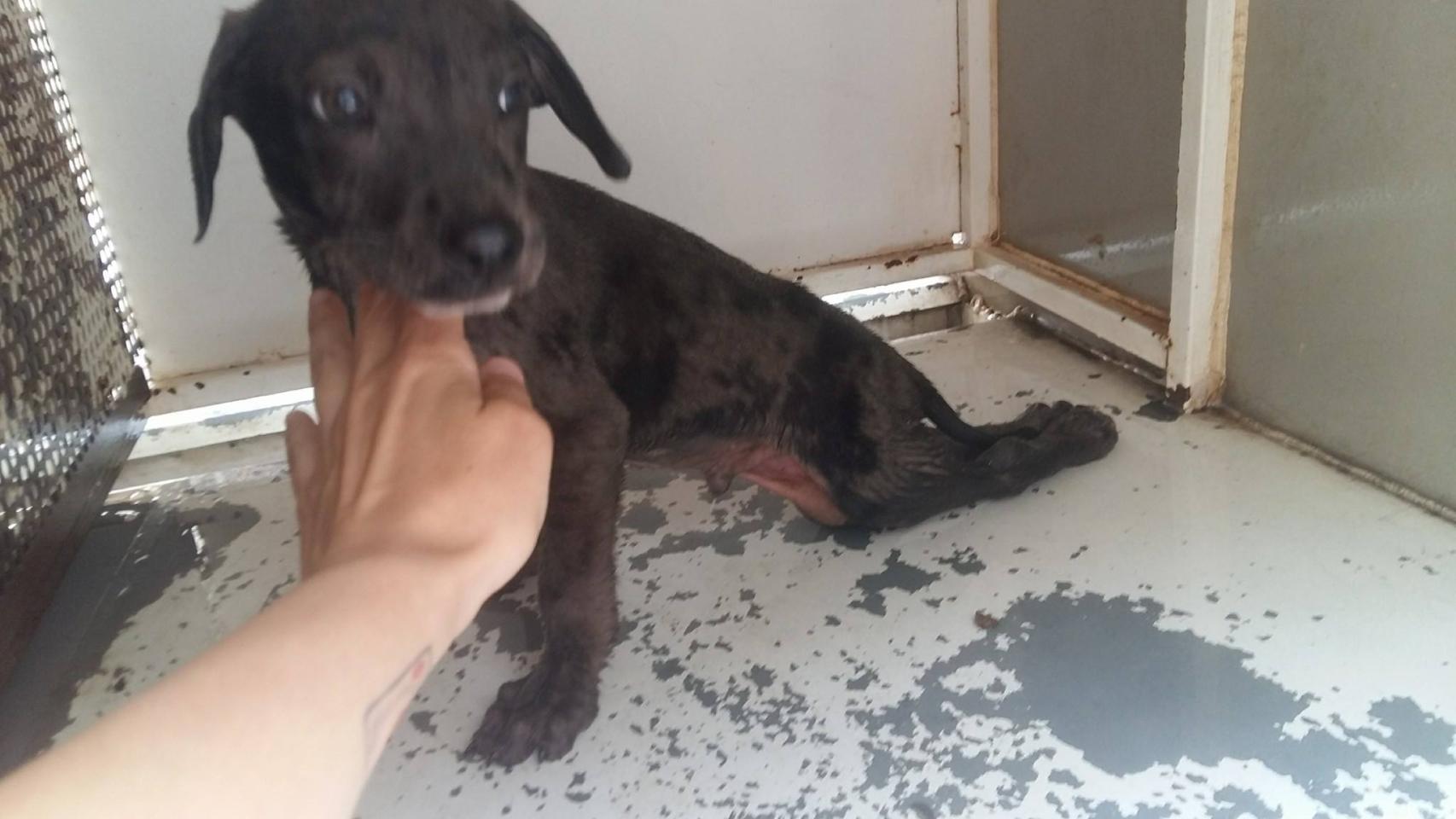 Un cachorro de mastín (2 meses) inválido por un golpe.