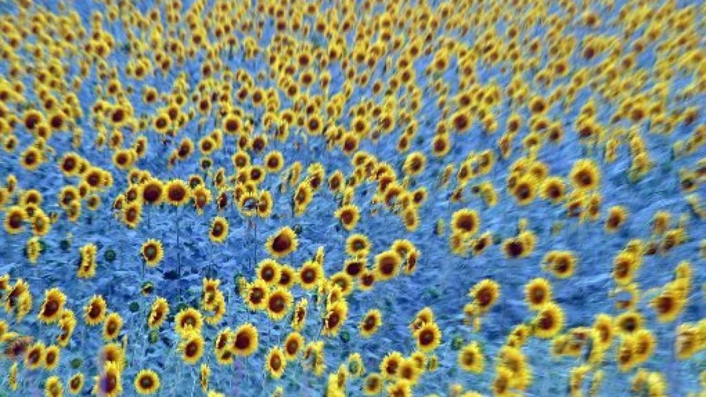 Image: Cuando los girasoles se hacen viejos