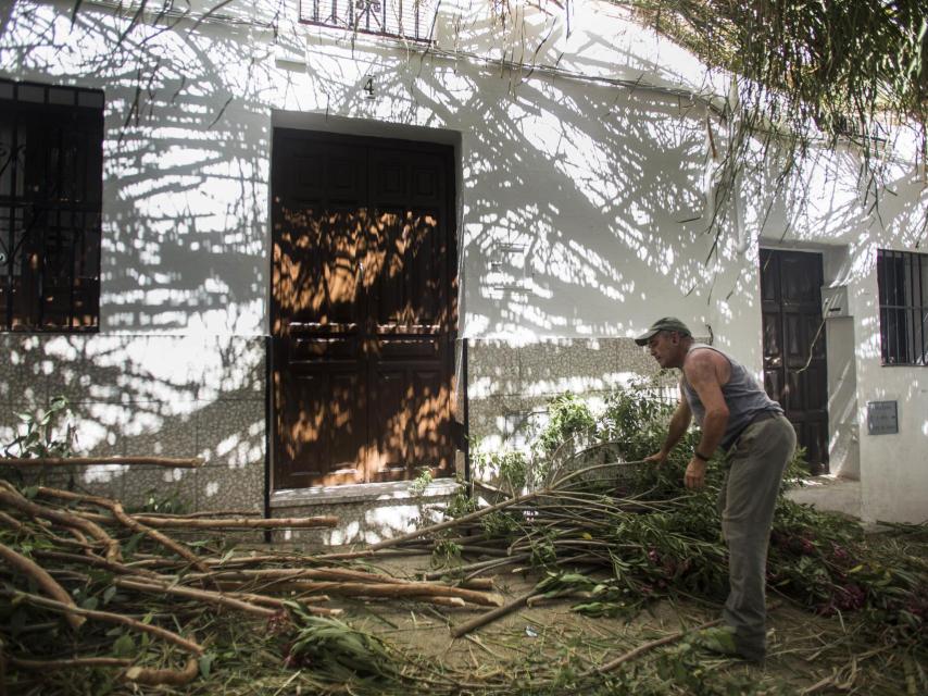 Un hombre recoge juncias para adornar las calles del pueblo.