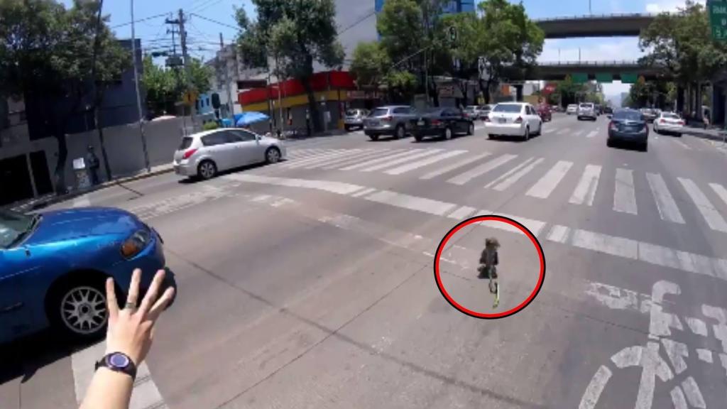 Calaverita aparta a un coche para evitar que aplaste al perro.