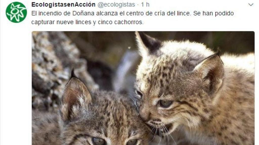 Liberan varios linces por el incendio de Doñana