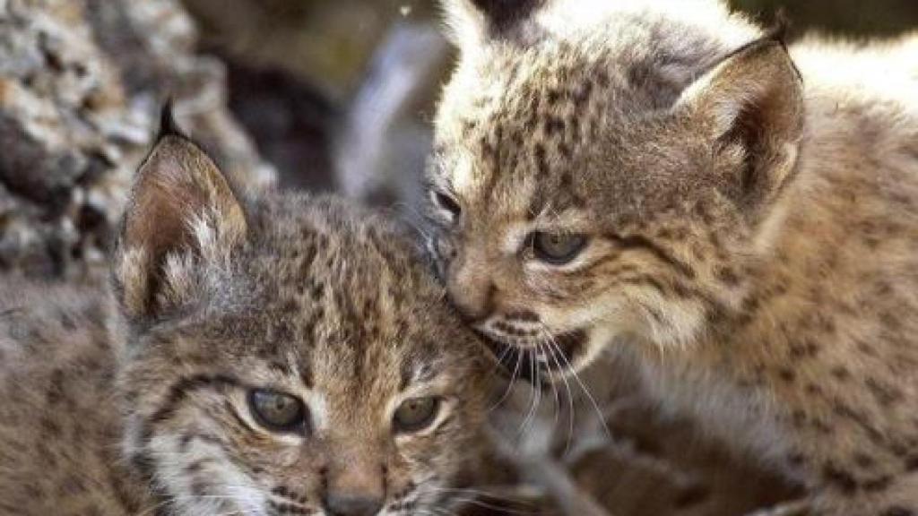 El centro de cría del lince El Acebuche suelta varios linces para que huyan del incendio de Doñana
