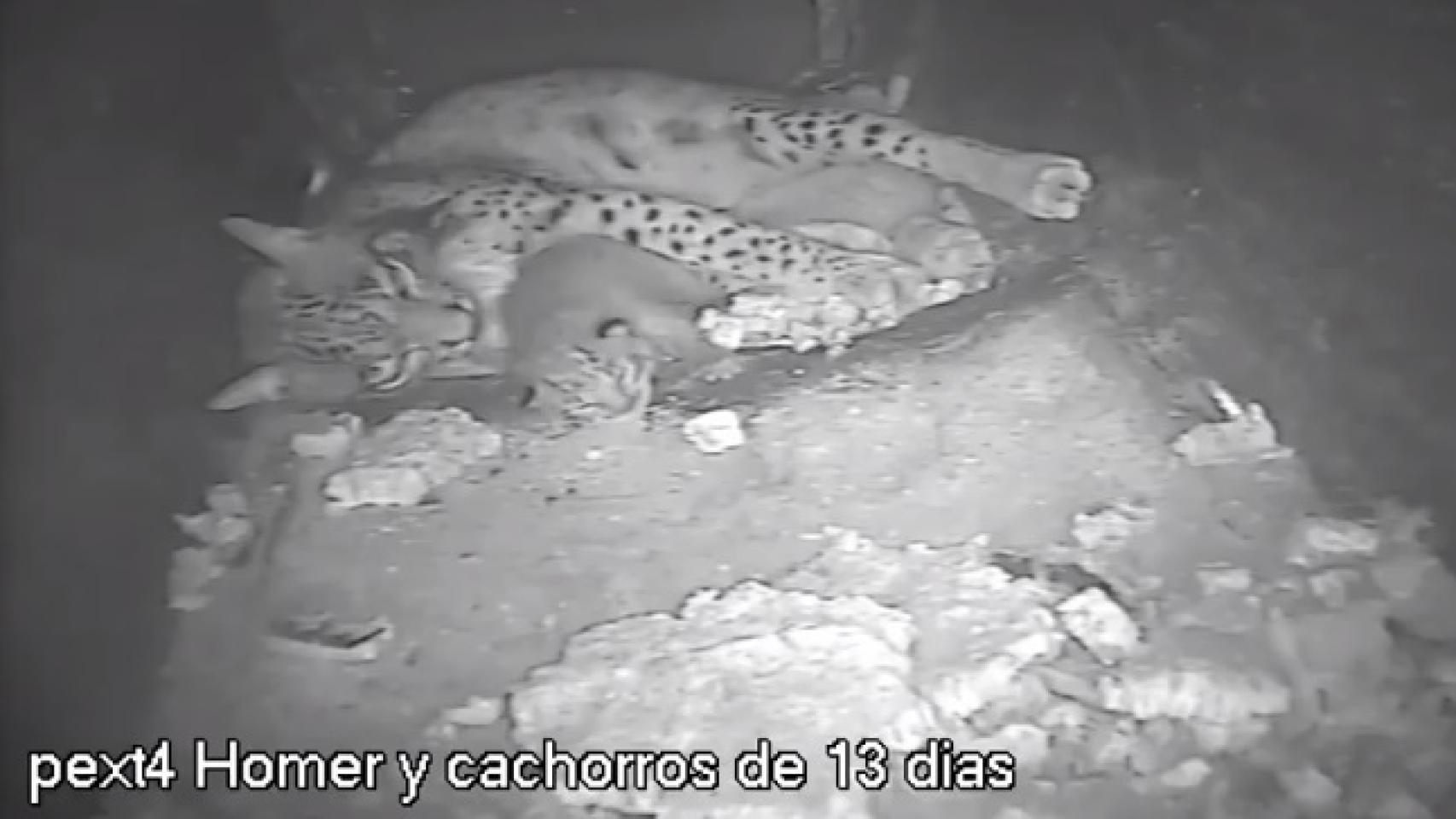 Homer cuida de sus cachorros en El Acebuche tras su último parto, el 19 de mayo.