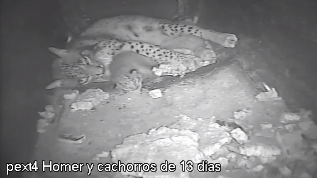 Homer cuida de sus cachorros en El Acebuche tras su último parto, el 19 de mayo.