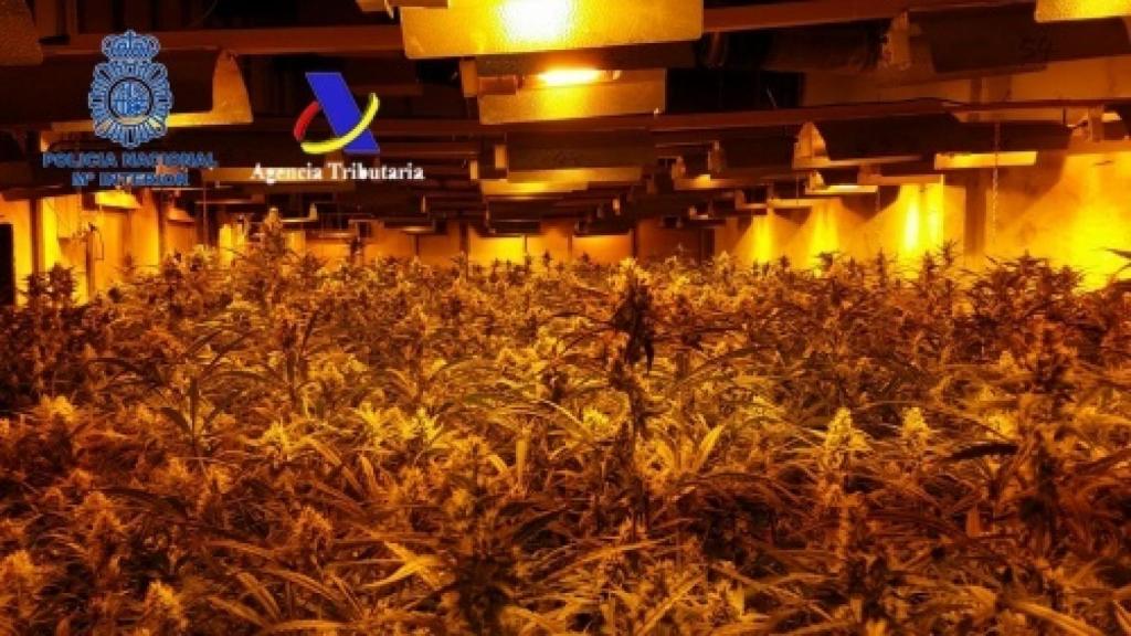 Plantas incautadas en una operación policial