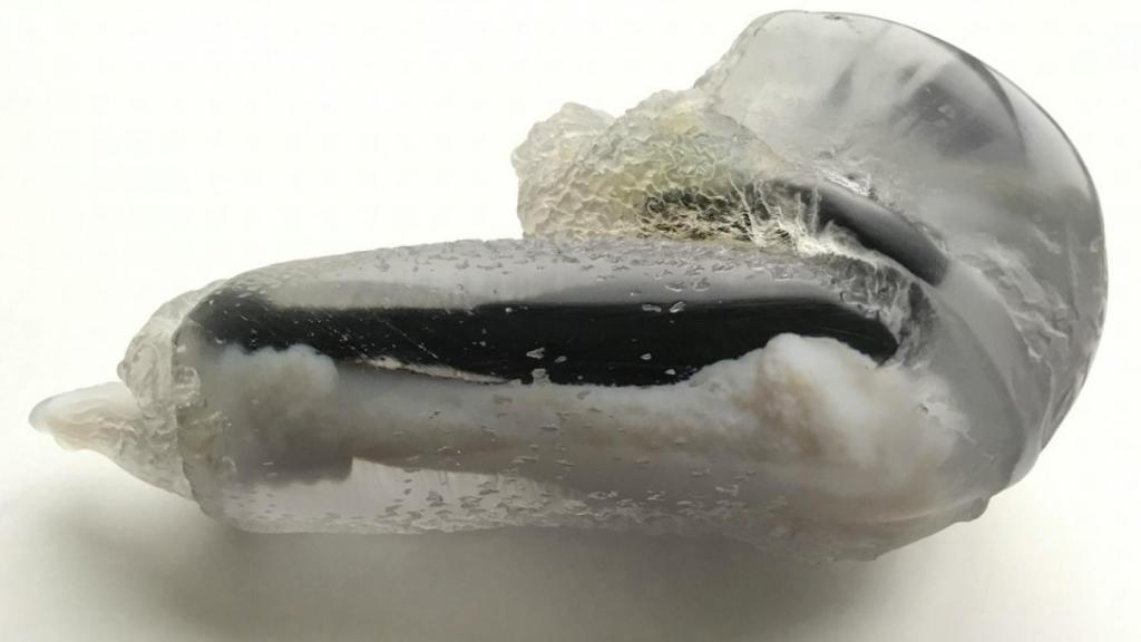 El modelo de pene de ratón