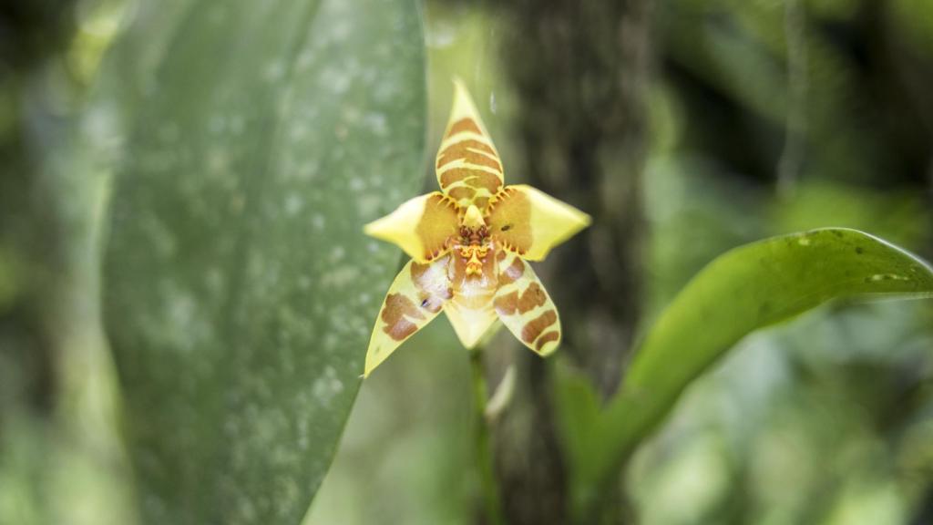 Martín tiene más de 400 especies de plantas en su jardín.