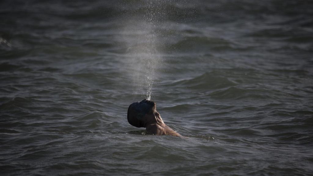 Tomando un baño en la playa de Punta Candor (Rota).