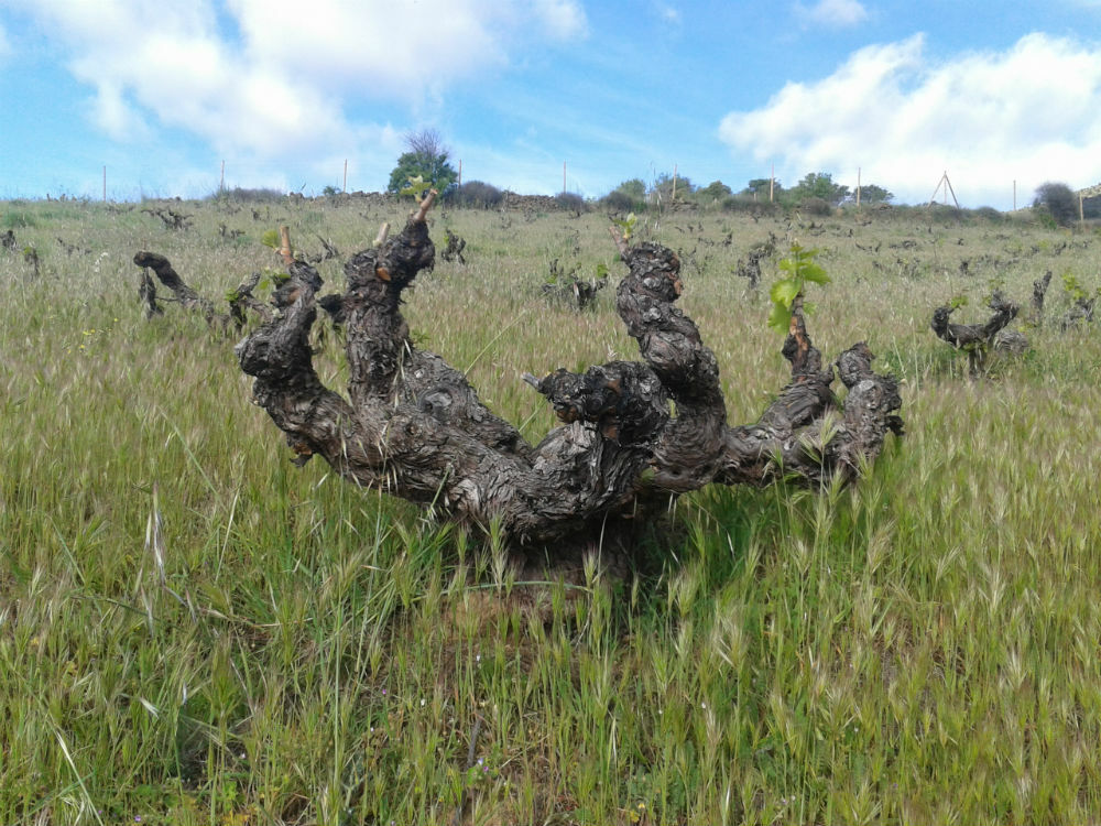 Garnacha_vine_1
