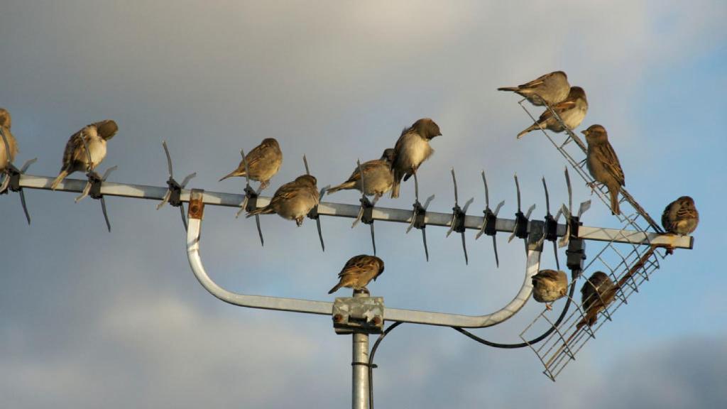 Gorriones en antena