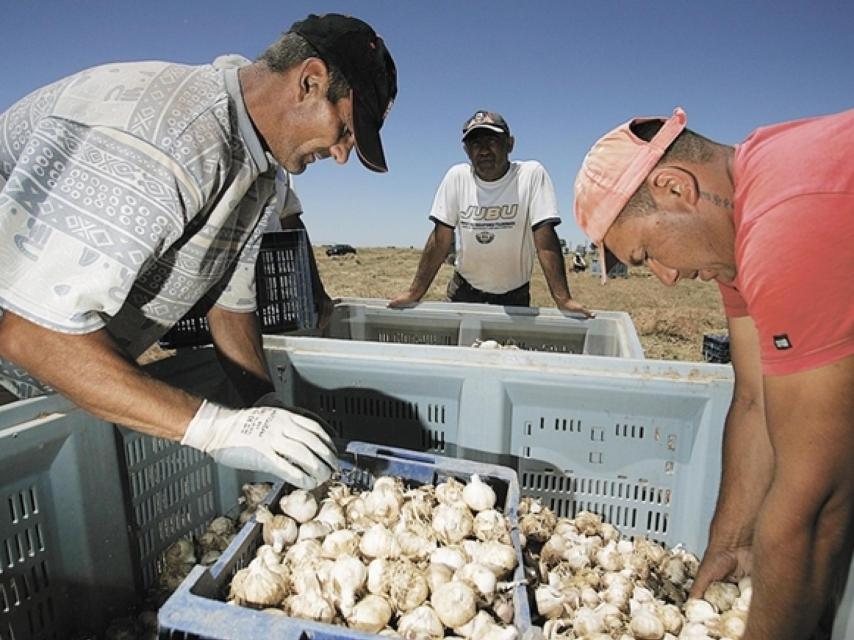 En junio y julio es cuando se recoge y se corta el ajo en La Mancha.