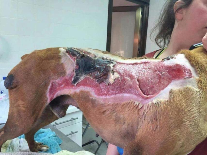 Ali a su llegada a la protectora de Manresa con profundas heridas en el costado.