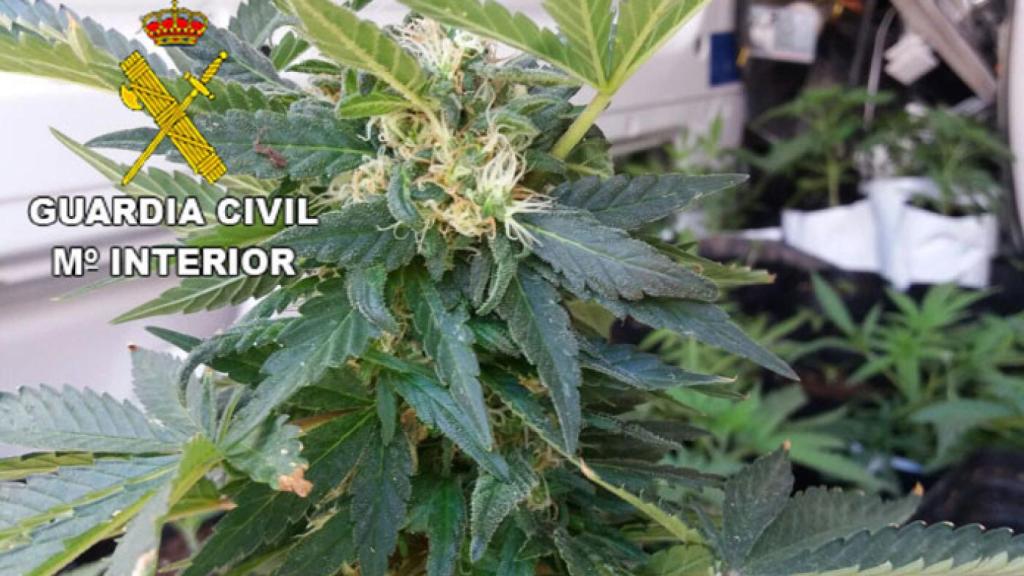 zamora marihuana (1)