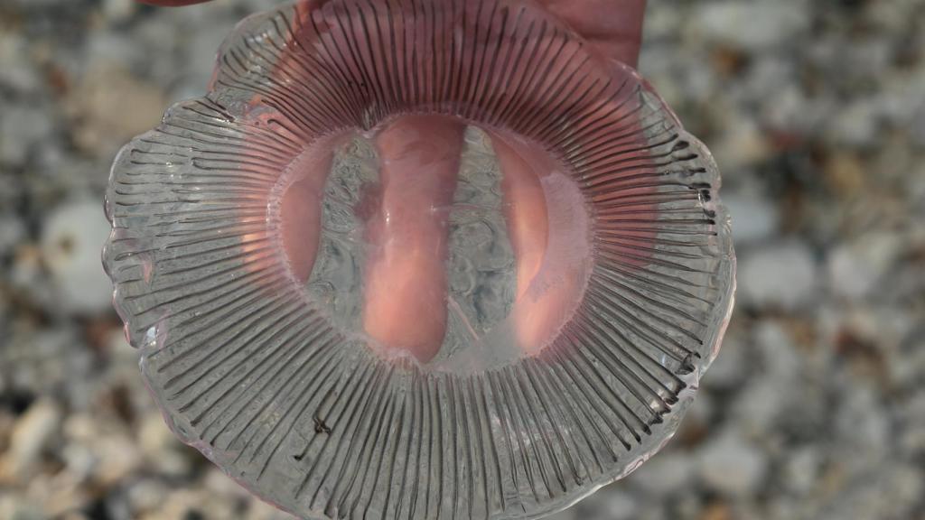 Puedes tocar a la fascinante Aequorea sin miedo.