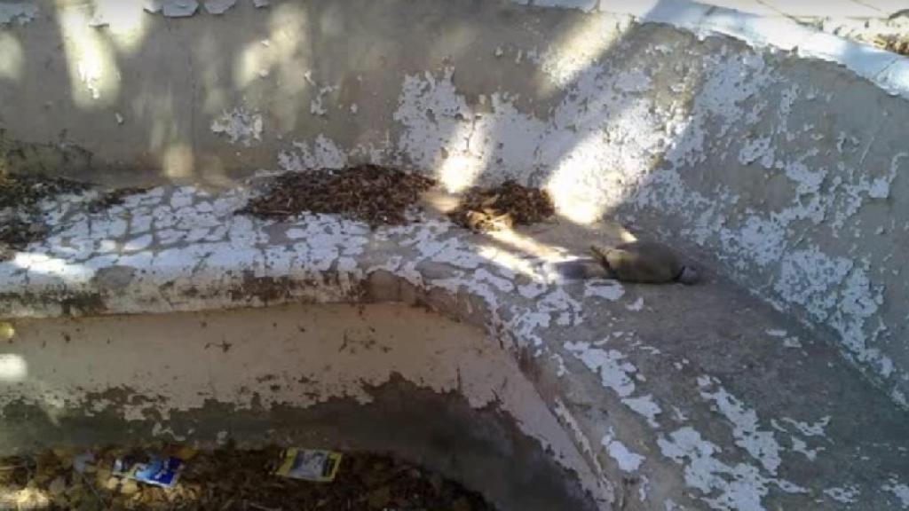 Más palomas muertas en los bancos del pueblo. No hay un servicio de limpieza que las retire