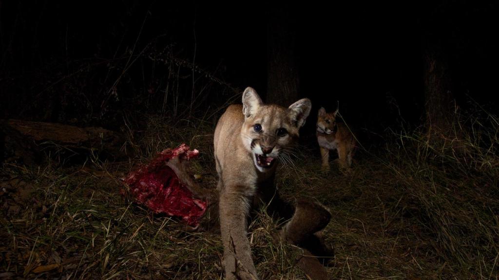 P-13 and Kittens on a Kill.