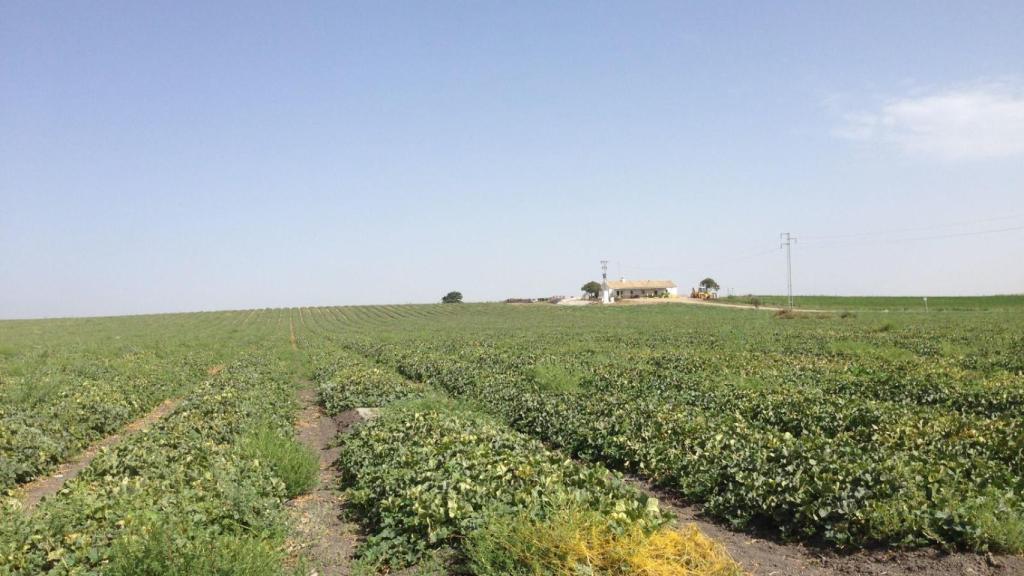Al fondo, el cortijo en el que viven Margarita y Juan. A poca distancia de allí encontraron el cadáver.