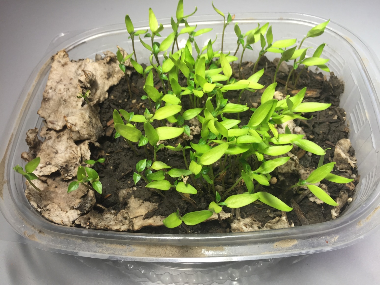 papelyco-platos-de-papel-ecologicos-1