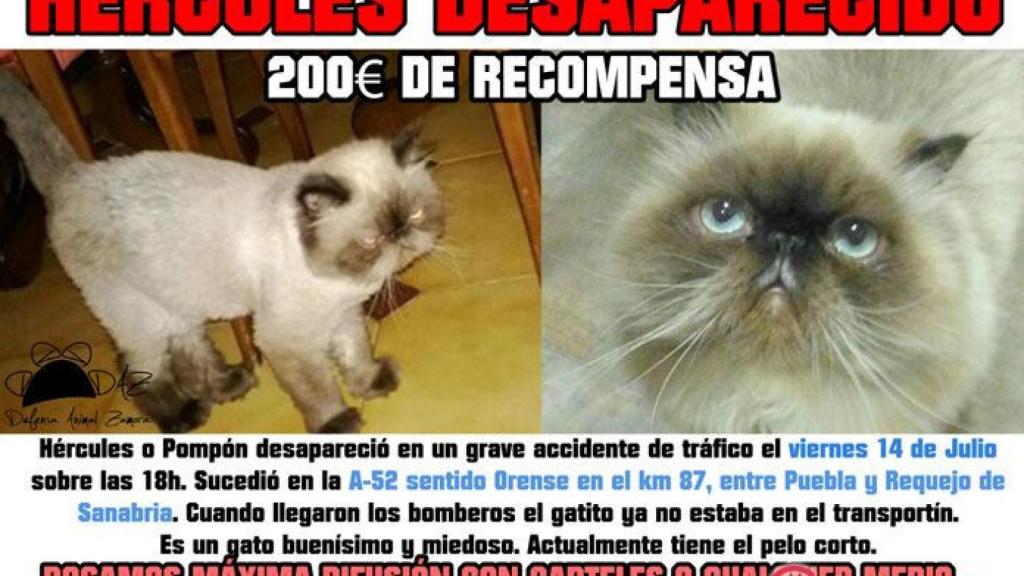 zamora gato desaparecido en accidente