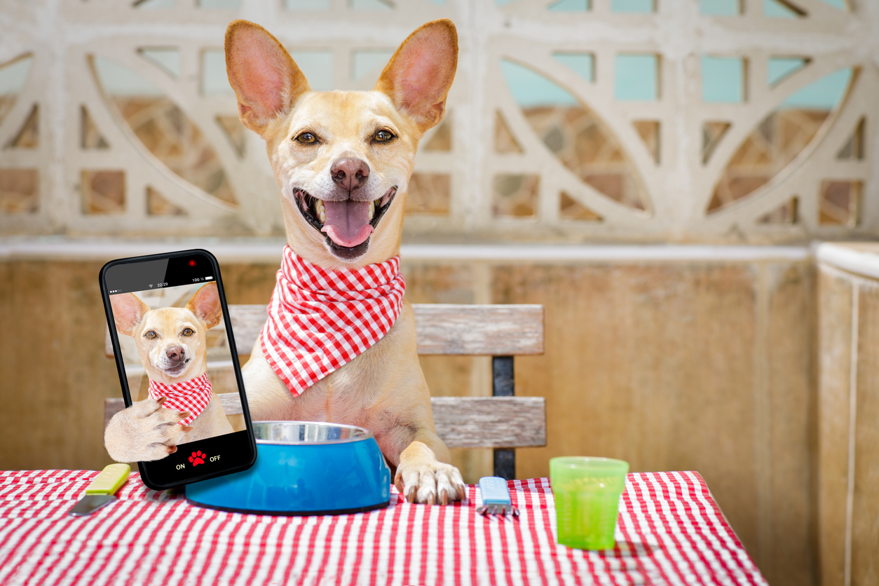 dog eating a the table with food bowl