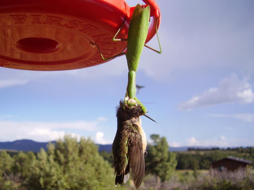 Una mantis devora el cerebro de un colibrí mientras el resto abandonamos toda esperanza.