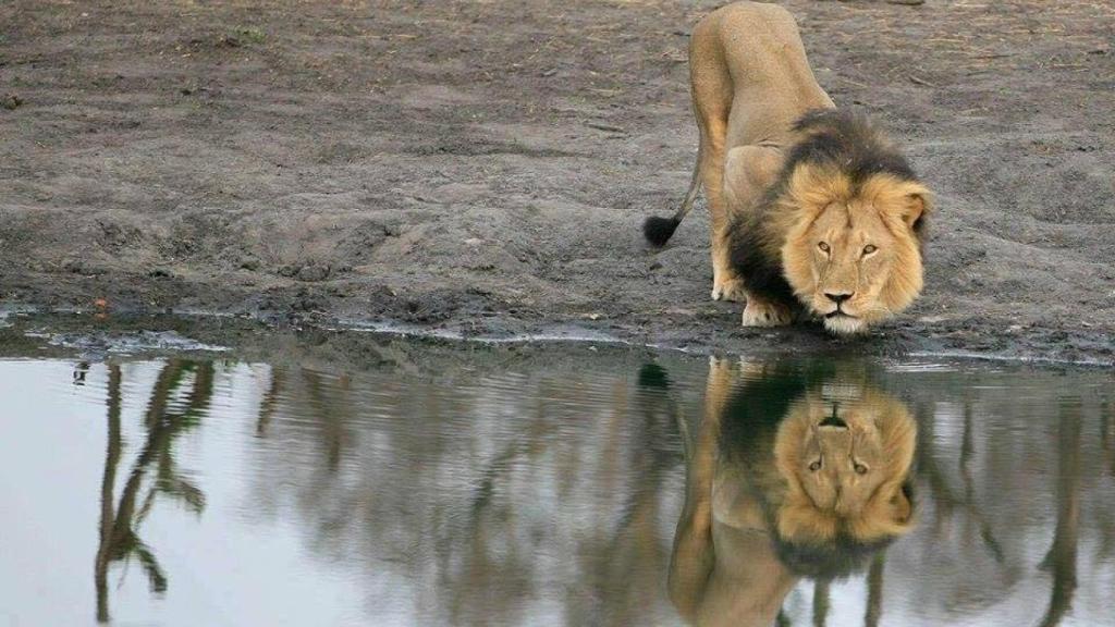 Cecil, padre de Xanda, primero de los leones de Hwange.
