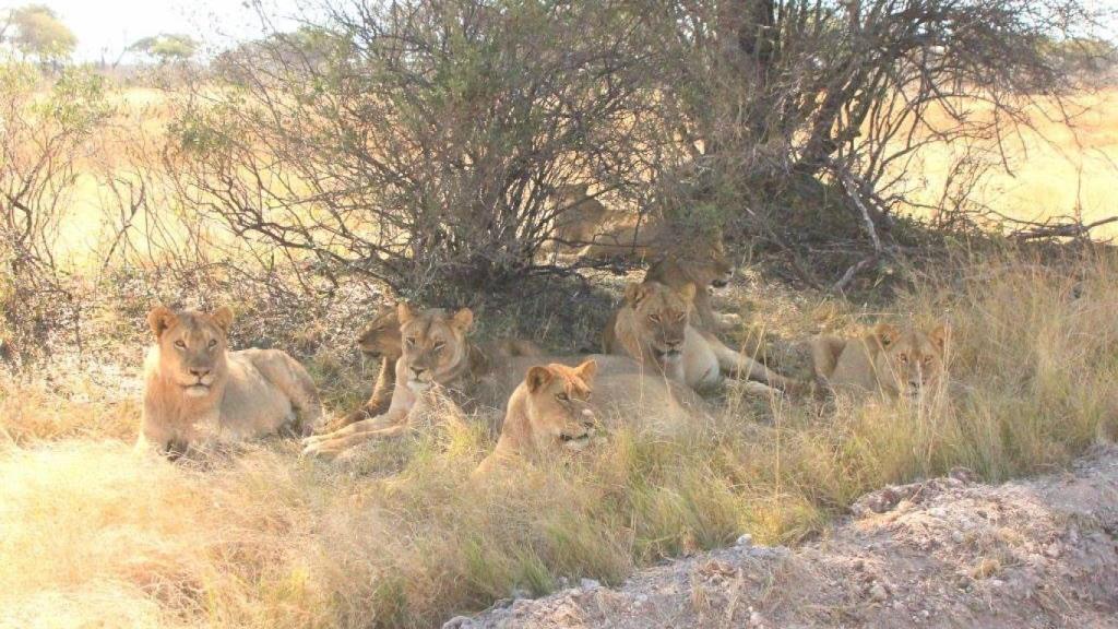 Las hembras de Cecil han cuidado a sus cachorros.