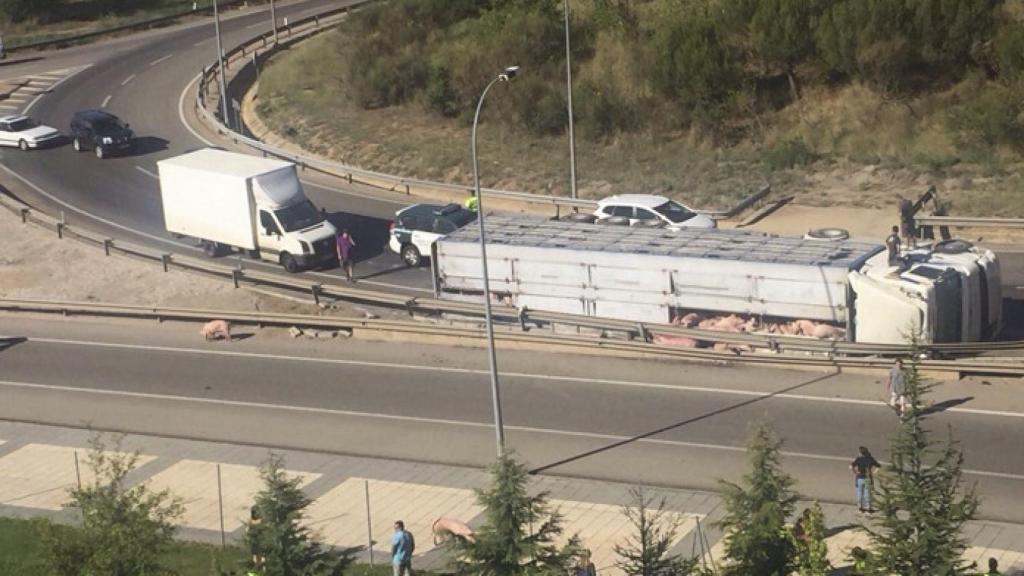 Soria-accidente-cerdos-camion-vuelco