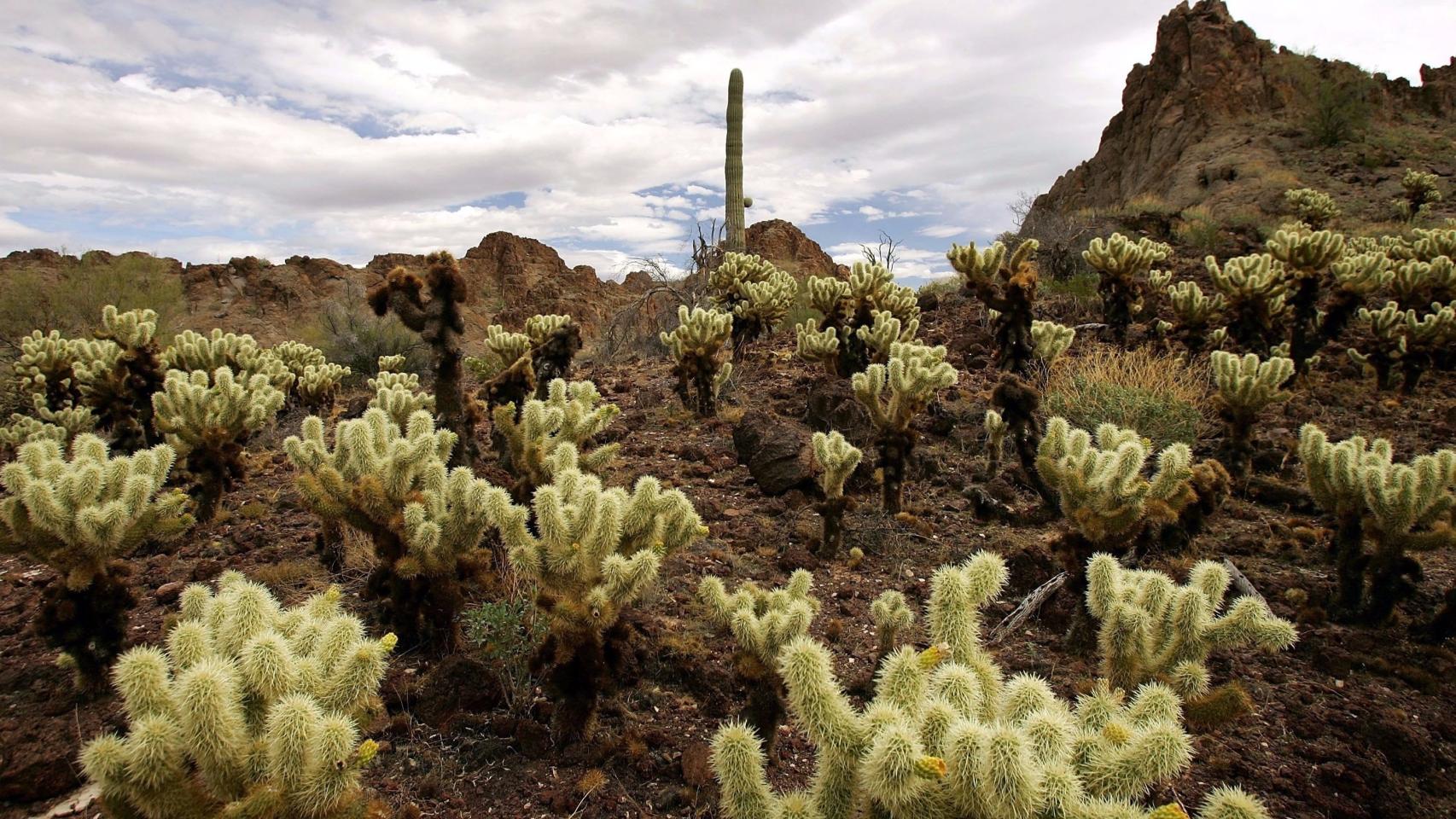 El oasis de los cactus está en Madrid