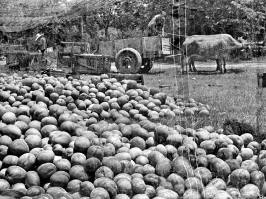 Fotografía de Elliott Erwitt