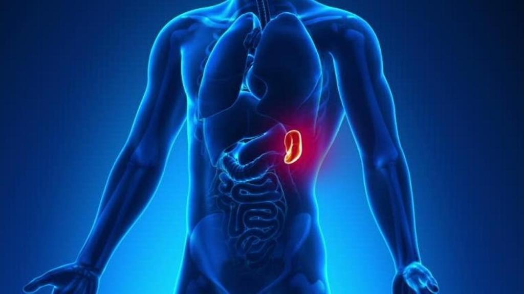 Ilustración que destaca la posición del bazo en el cuerpo humano.