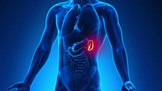 Ilustración que destaca la posición del bazo en el cuerpo humano.